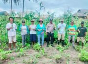 Hadiri panen jagung hasil kerja sama, Bhabinkamtibmas Romean dukung Ketahanan Pangan Nasional