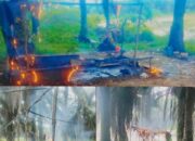 Basecamp Warga Belo laut Menambang Timah Lahan Ex PT MJU di Bakar Pihak Security