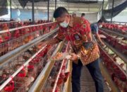 Panen Ratusan Butir Telur, Lapas Narkotika Karang Intan Berhasil Programkan Kemandirian WBP