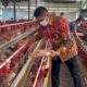 Panen Ratusan Butir Telur, Lapas Narkotika Karang Intan Berhasil Programkan Kemandirian WBP