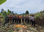 Polres Tanggamus Panen Jagung di Talang Padang, Wujud Nyata Dukung Ketahanan Pangan Nasional