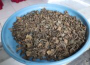 Warga Binaan Lapas Narkotika Karang Intan Hasilkan Teh Mint Dari Kebun SAE