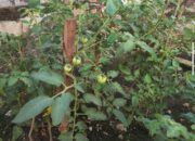 Lapas Banjarmasin Dorong Keterampilan Bertani Warga Binaan Lewat Program Kebun Tomat