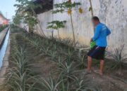Kebun Nanas Jadi Media Pembinaan Produktif Bagi Warga Binaan Lapas Banjarmasin