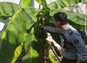 Program Kebun Pisang Cavendish Di Lapas Banjarmasin Tingkatkan Keterampilan Warga Binaan Secara Nyata