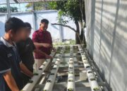 Kasubsi Lapas Banjarmasin Tinjau Langsung Kebun Hidroponik Warga Binaan