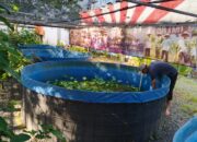 Kegiatan Pemeliharaan Ikan Haruan Perkuat Program Kemandirian Lapas Narkotika Karang Intan