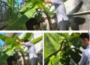 Pisang Cavendish Jadi Media Pembinaan Produktif Di Lapas Banjarmasin