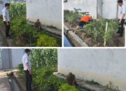 Program Kebun Cabai Lapas Banjarmasin Dorong Produktivitas Warga Binaan