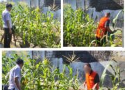 Warga Binaan Lapas Banjarmasin Ikuti Pembinaan Hortikultura Jagung