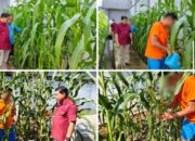 Lapas Banjarmasin Dorong Keterampilan Bertani Lewat Program Jagung