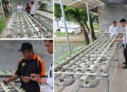 Kegiatan Hidroponik Selada Lapas Banjarmasin Dukung Ketahanan Pangan