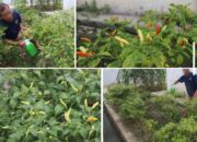 Kalapas Banjarmasin Apresiasi Panen Cabai Warga Binaan