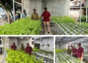 Selada Dan Seledri Hidroponik Warga Binaan Lapas Banjarmasin Siap Panen