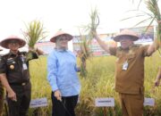 Gubernur Hidayat Arsani Hadiri Panen Raya Padi Sawah Lisum Sejahtera Di Desa Bukit Terap
