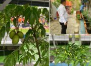 Kebun Mini Blok F Jadi Inovasi Pembinaan Lapas Banjarmasin