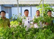 WBP Lapas Banjarmasin Sukses Panen Seledri Hidroponik