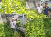 Ratusan Tanaman Selada Dan Seledri Hiasi Area Hidroponik Lapas Banjarmasin