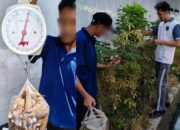 Lapas Kelas IIA Banjarmasin Gelar Kegiatan Pembinaan Kemandirian Melalui Panen Singkong