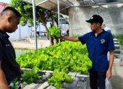 Lapas Kelas IIA Banjarmasin Tingkatkan Kemandirian WBP Melalui Budidaya Hidroponik