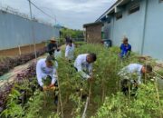 Warga Binaan Lapas Narkotika Karang Intan Hasilkan Panen Tomat Melimpah
