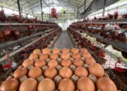 Kalapas Yugo Indra Wicaksi Dorong Kemandirian Warga Binaan Lewat Peternakan Ayam