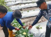 Warga Binaan Lapas Kelas IIA Banjarmasin Asah Keterampilan Pertanian Dengan Menanam Kembang Kol