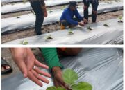 WBP Lapas Kelas IIA Banjarmasin Asah Kemampuan Pertanian Dengan Menanam Terong