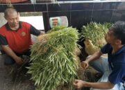 Program Perkebunan Lapas Narkotika Karang Intan Kembali Mencatat Panen Melimpah