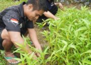 Warga Binaan Lapas Karang Intan Panen Kangkung di SAE I