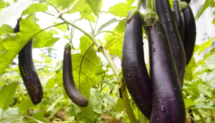 Lapas Narkotika Karang Intan Optimalkan Lahan SAE untuk Ketahanan Pangan