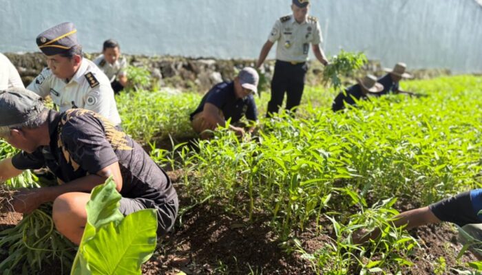 Program SAE Lapas Narkotika Karang Intan Berbuah Manis, Panen Kangkung Capai 103 Kilogram