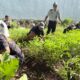 Program SAE Lapas Narkotika Karang Intan Berbuah Manis, Panen Kangkung Capai 103 Kilogram