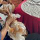 Kalapas Yugo Indra Wicaksi Dorong Warga Binaan Lapas Karang Intan Hasilkan Kain Sasirangan Produktif