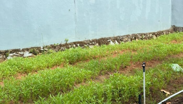 Berdayakan Warga Binaan, Lapas Narkotika Karang Intan Gelar Panen Kangkung di SAE 1