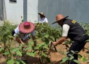 Kalapas Karang Intan Yugo Indra Wicaksi Dampingi Kepala BNNP Kalsel Panen Terong Hasil Karya Warga Binaan