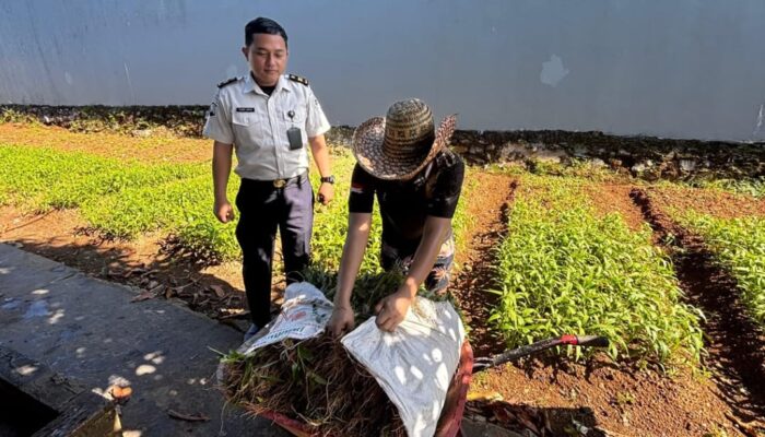 Warga Binaan Lapas Narkotika Karang Intan Sukses Panen Kangkung, Hasilkan 100 Kg Sayuran Segar