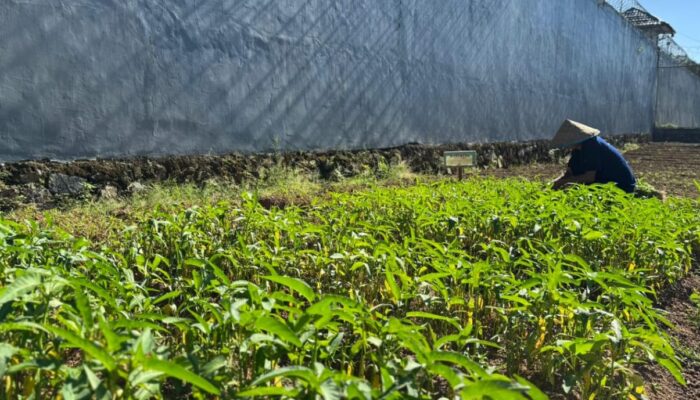 Indra Wahyudi: Panen Kangkung di Lapas Karang Intan Jadi Bukti Keberhasilan Pembinaan Kemandirian