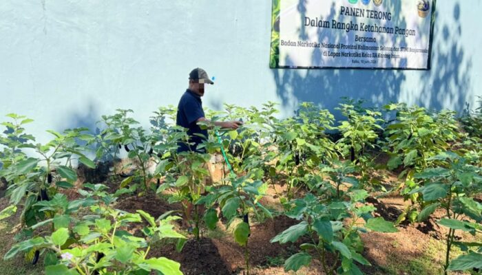 Yudi Atmajaya Dampingi Program Budidaya Terung di Lapas Narkotika Karang Intan
