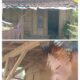Rumah Rapuh Tak Layak Huni, Warga Talang Padang Dapat Titik Terang Pendaftaran Bantuan