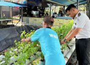 Lapas Narkotika Karang Intan Perkuat Pembinaan Kemandirian melalui Panen Daun Mint di SAE 1