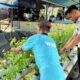 Lapas Narkotika Karang Intan Perkuat Pembinaan Kemandirian melalui Panen Daun Mint di SAE 1
