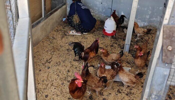 Lapas Narkotika Karang Intan Latih Warga Binaan Melalui Budidaya Ayam Kampung Petelur Elba untuk Bekal Setelah Bebas