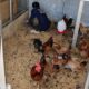 Lapas Narkotika Karang Intan Latih Warga Binaan Melalui Budidaya Ayam Kampung Petelur Elba untuk Bekal Setelah Bebas