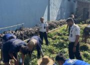 Lapas Narkotika Karang Intan Panen 13 Kg Ubi Jalar Merah dari SAE 2