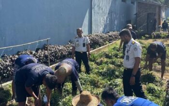 Lapas Narkotika Karang Intan Panen 13 Kg Ubi Jalar Merah dari SAE 2