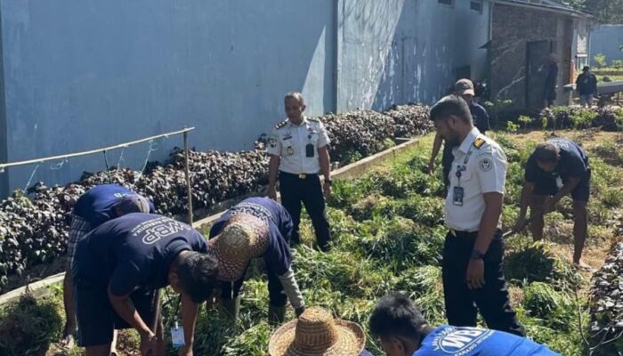 Lapas Narkotika Karang Intan Panen 13 Kg Ubi Jalar Merah dari SAE 2